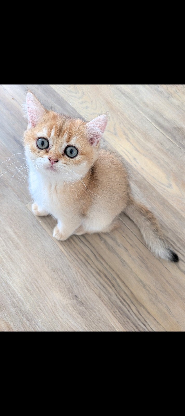 Britse korthaar kittens met stamboom, Meerdere dieren, Met stamboom, 0 tot 2 jaar