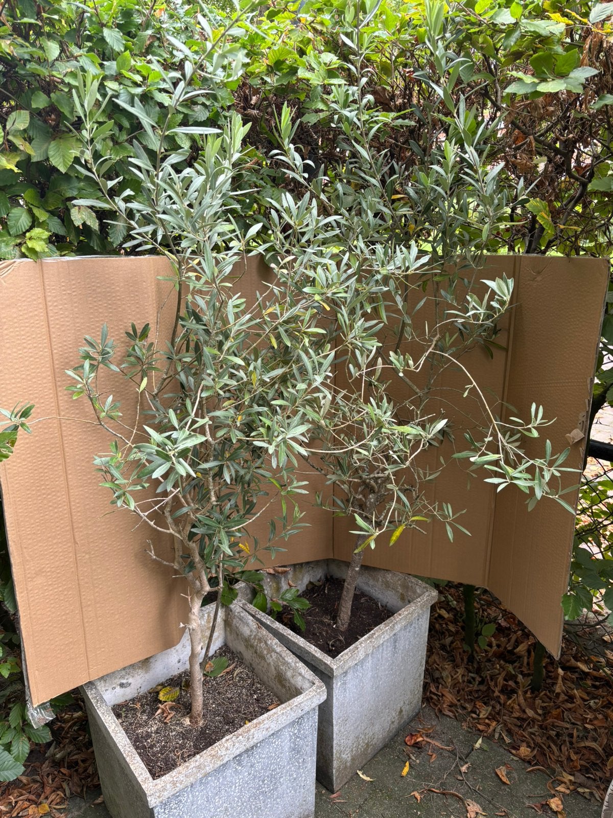 2 olijfboompjes, Tuin en Terras, Ophalen, Volle zon, Overige soorten, 100 tot 250 cm