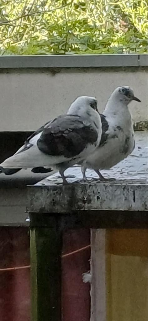 Plek voor Duiven gezocht, Meerdere dieren, Overige soorten