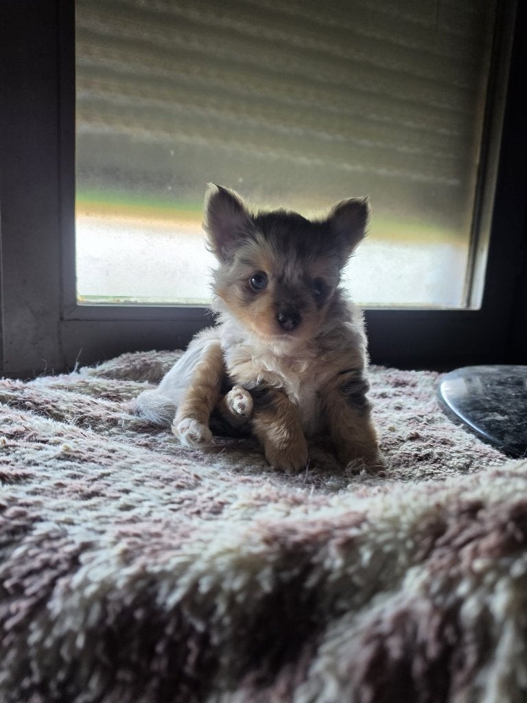 Chihuahua reu pupje, Dieren en Toebehoren, Parvo, België, Particulier, Reu