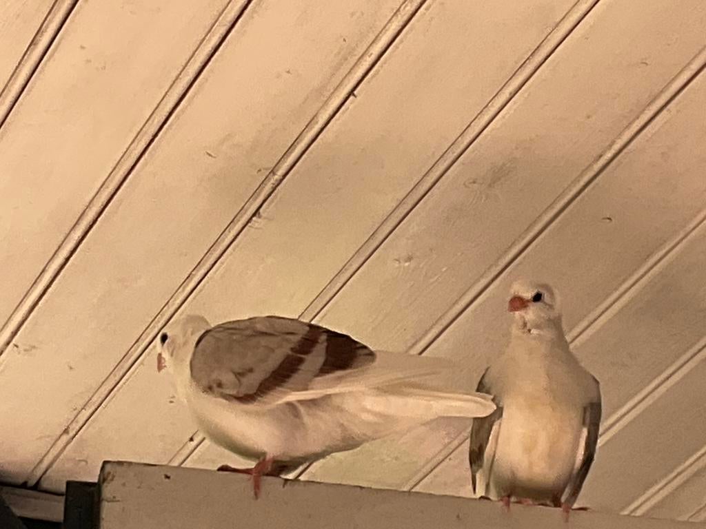 Duitse meeuwen, Dieren en Toebehoren, Vogels | Overige Vogels, Meerdere dieren