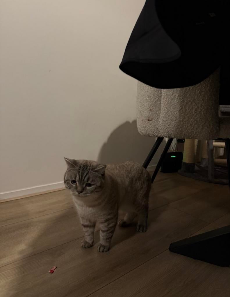 Britse korthaar kater, Dieren en Toebehoren, Katten en Kittens | Overige Katten, Kater