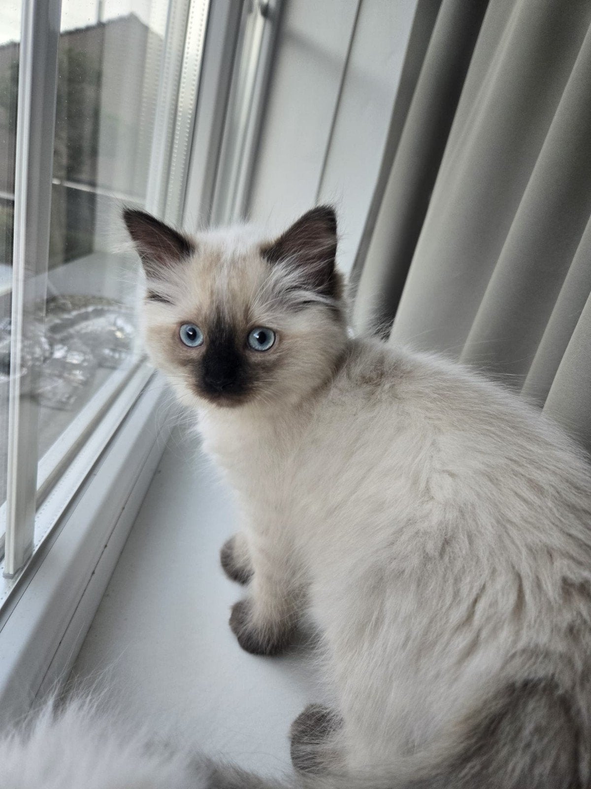 Raggdol kittens, Poes, Gechipt, 0 tot 2 jaar