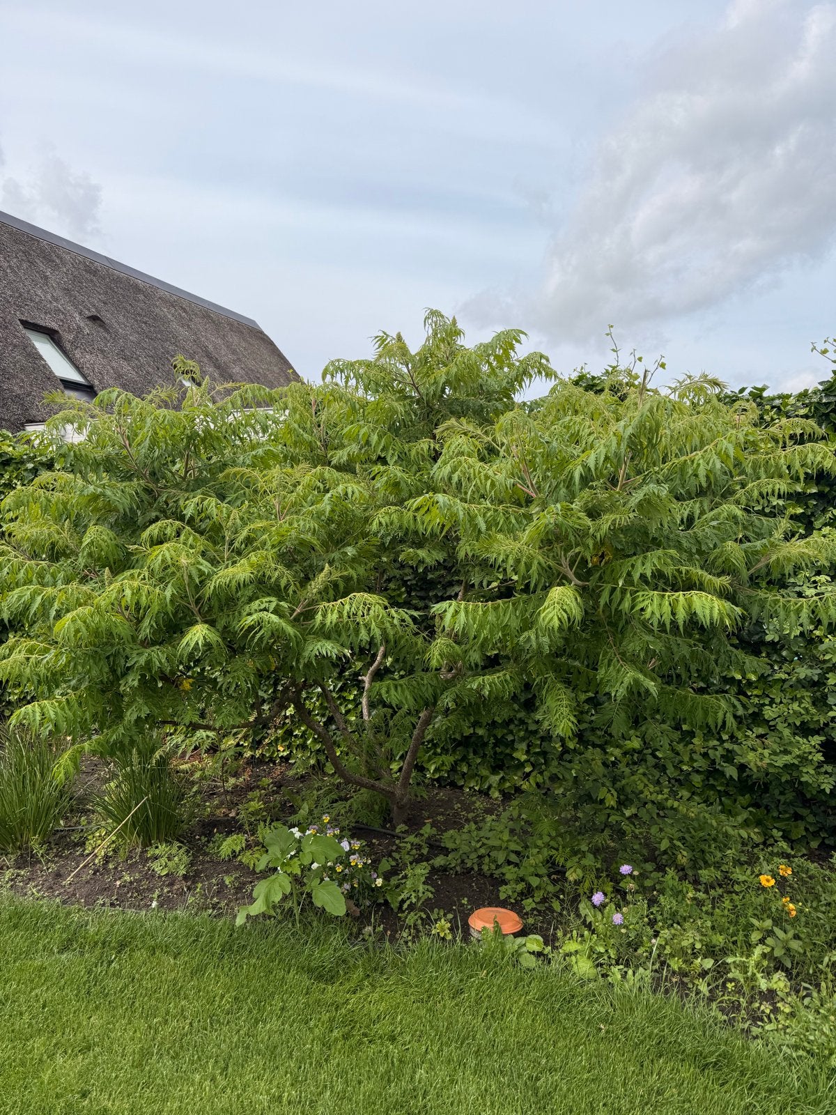 Stekjes van de fluweelboom, Bloeit niet, Overige soorten, 250 tot 400 cm, Ophalen