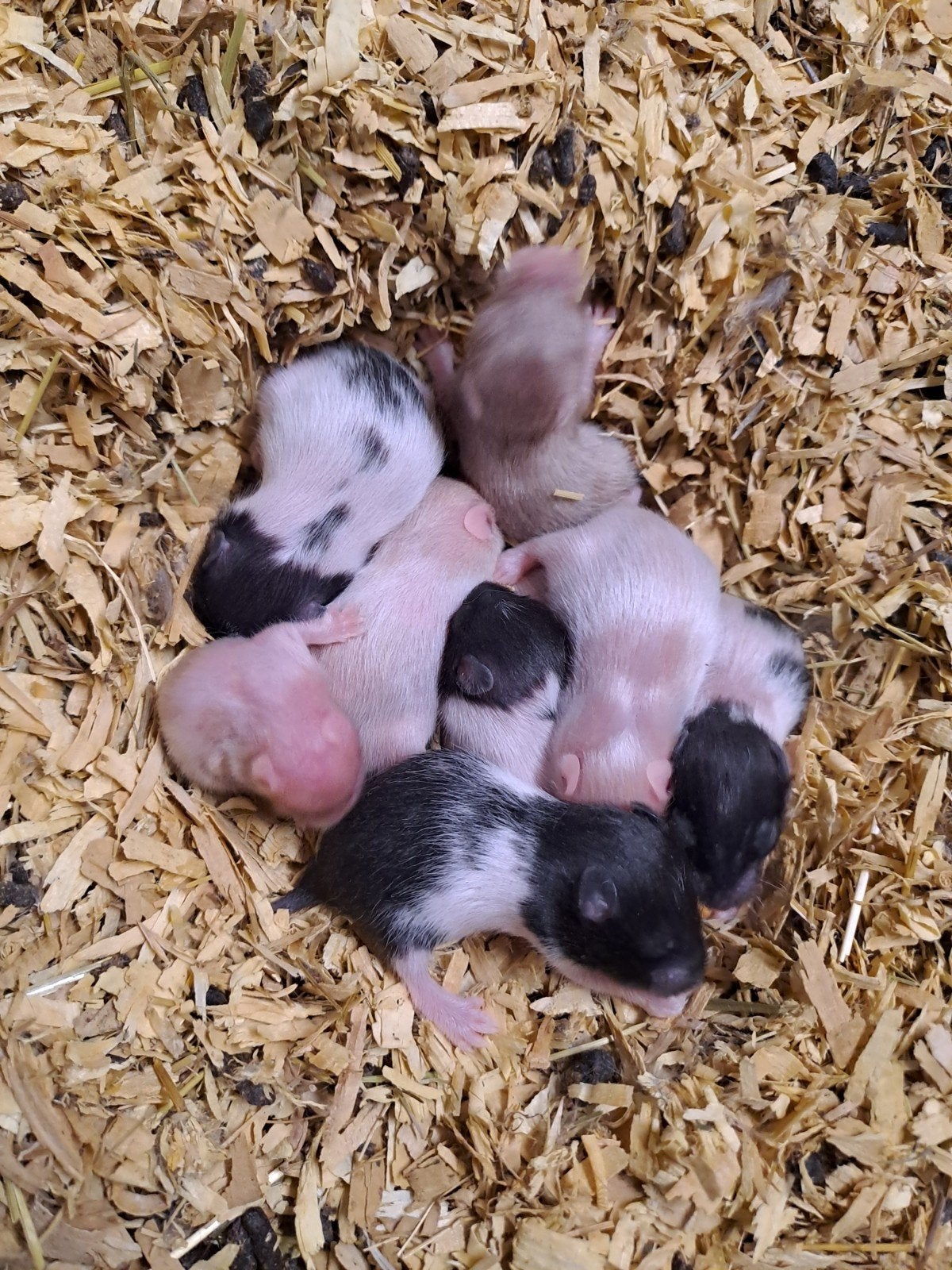 jonge goudhamsters, Hamster, Augustus, Meerdere dieren, Tam