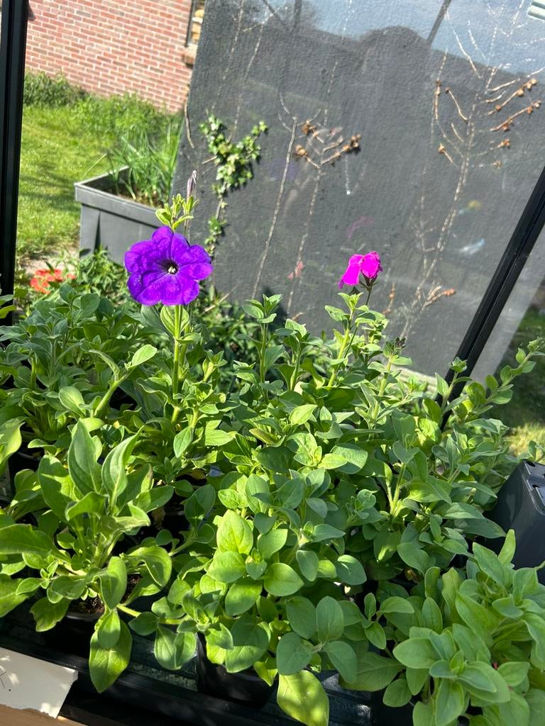 Petunias, Ophalen, Overige soorten, Minder dan 100 cm