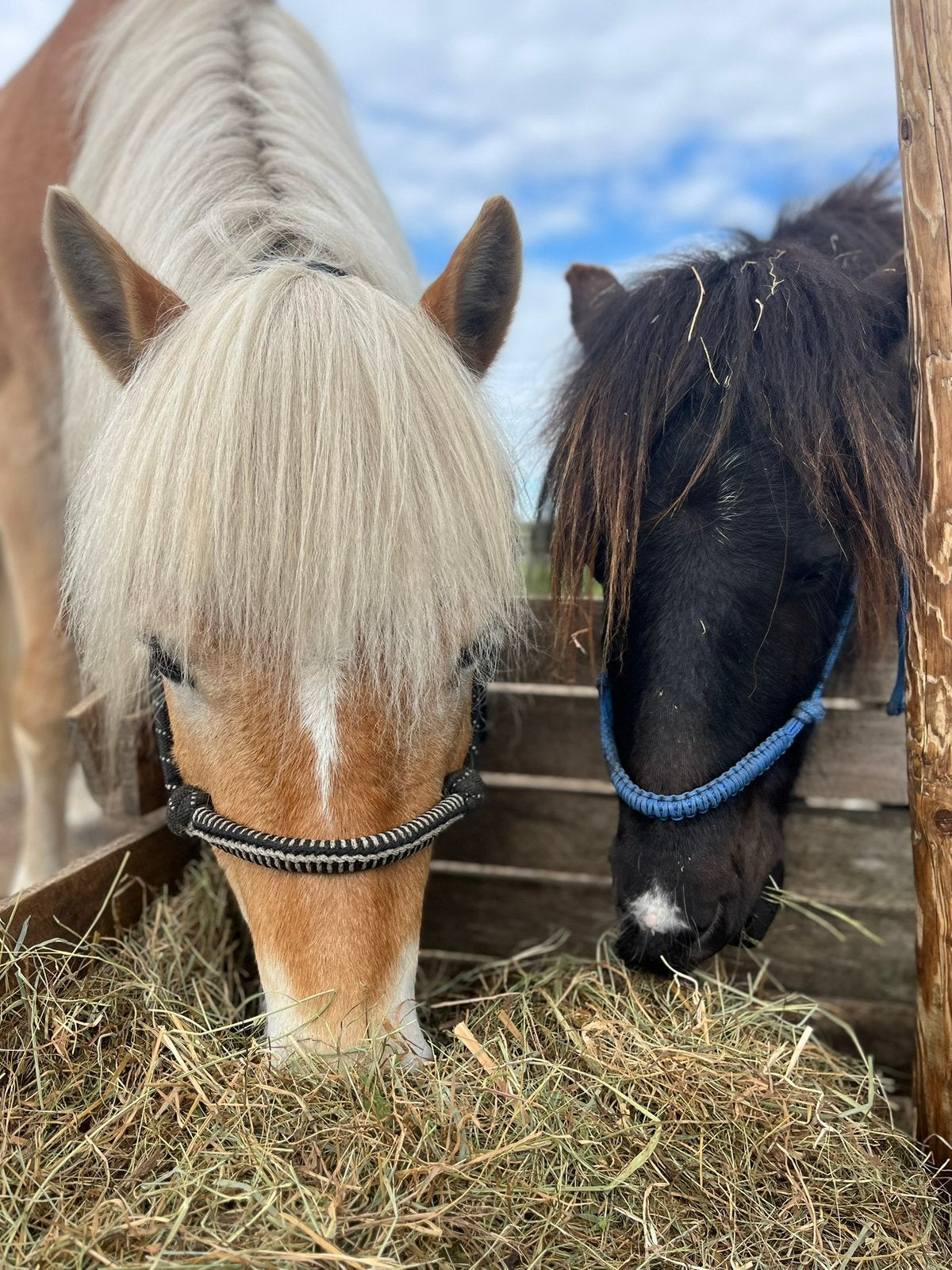 Verzorg(st)er gezocht! Spoed! 2 ponys, Ophalen of Verzenden, Nieuw