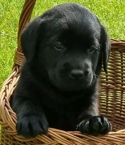Schitterende zwarte labradorpup, Parvo, Reu, 8 tot 15 weken, Labrador retriever