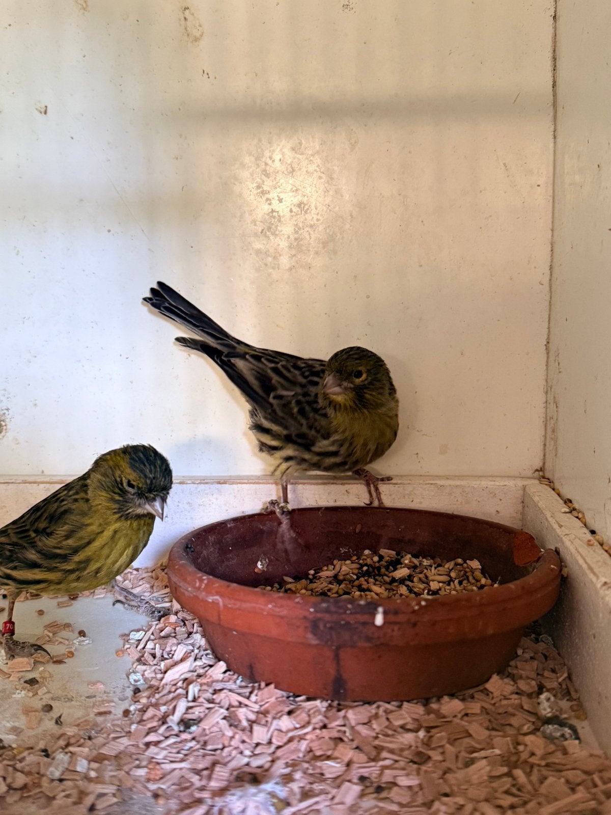 Kanarie poppen, Vrouwelijk, Wildzangvogel, Geringd