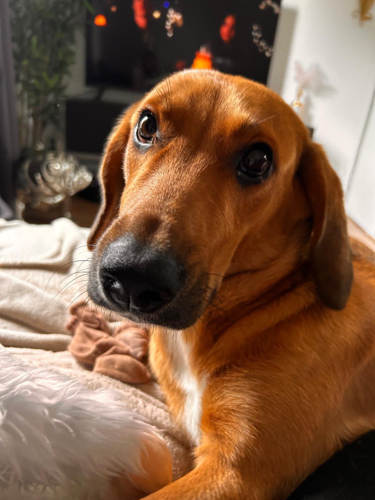 Gouden mandje gezocht️, Dieren en Toebehoren, Particulier, 1 tot 2 jaar, Buitenland, Teef