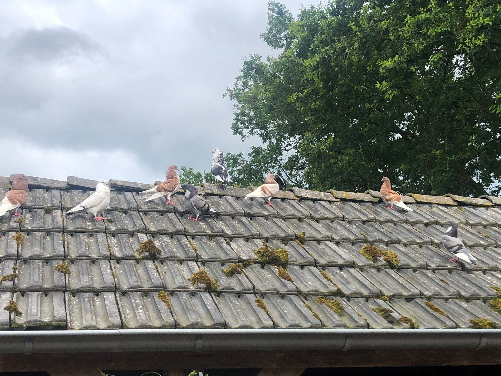 Larense Gelderse Slenken, Meerdere dieren