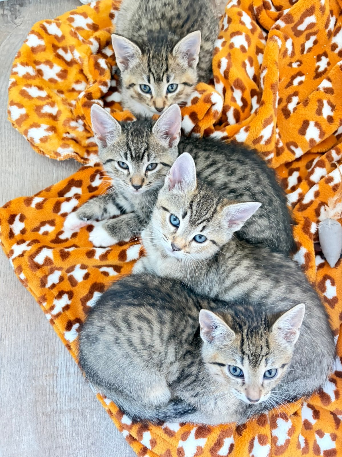 Gouden mandje gezocht voor deze lieve tijgertjes, Poes, Kortharig, 0 tot 2 jaar