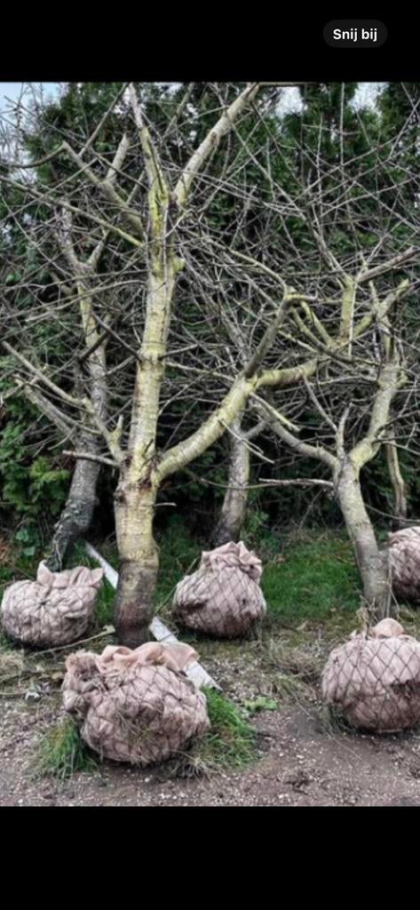 Kersenbomen te koop nu bestellen november op te halen, Ophalen, Bloeit niet, Volle zon, Overige soorten