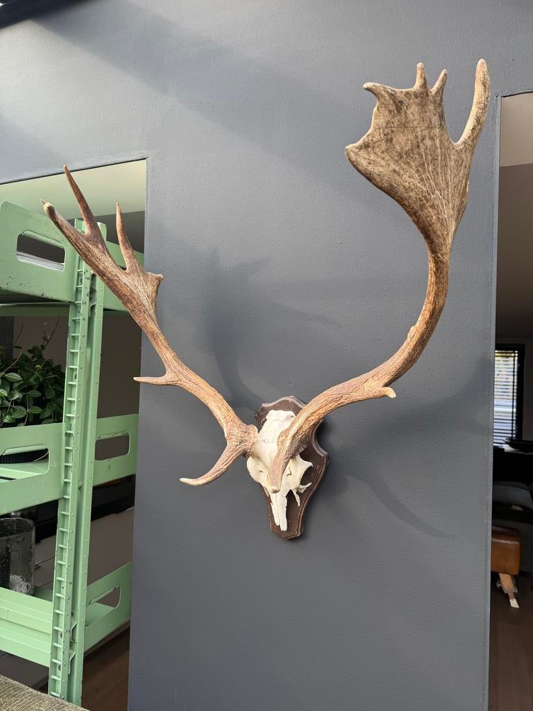 Gewei eland- Mooi voor landelijk interieur, Ophalen of Verzenden, Gebruikt
