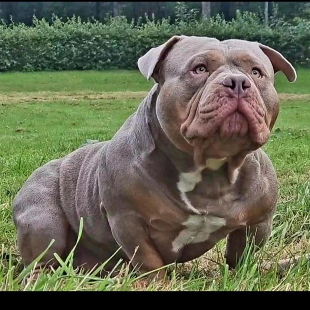 AMERICAN POCKET BULLY MR WILLY WILSON OPEN FOR STUD! GETEST, Reu, 1 tot 2 jaar, Parvo, Eén hond