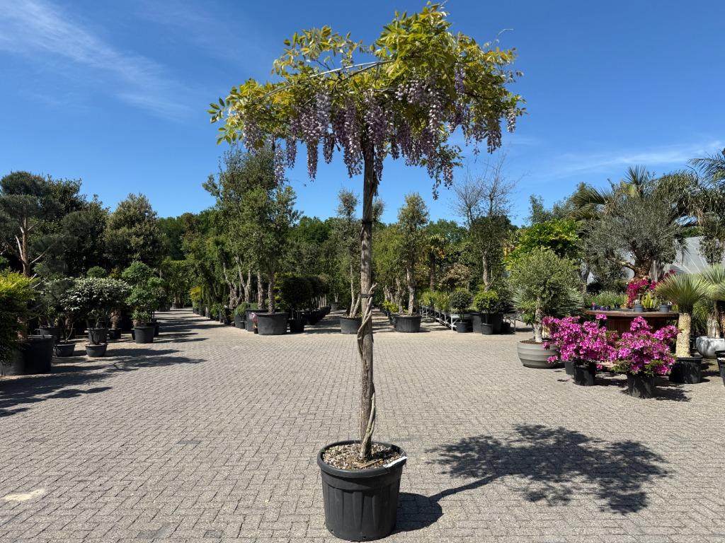 Wisteria sinensis dakboom (Blauwe regen) parasol te koop!!, Tuin en Terras, Ophalen of Verzenden, Dakboom, 250 tot 400 cm, Zomer