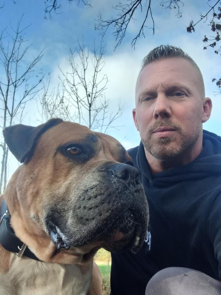 Boerboel stamboom molosser bull dekreu mastif, Reu, Parvo, Eén hond, 3 tot 5 jaar
