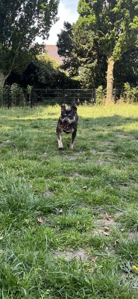 Amerikaanse Stafford Tricolor Dekreu, Parvo, Reu, Eén hond, 3 tot 5 jaar
