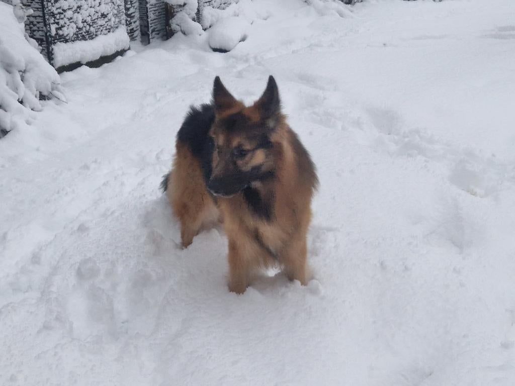 Oudduitse herder dekreu, Dieren en Toebehoren, Reu, Parvo, Eén hond, 3 tot 5 jaar