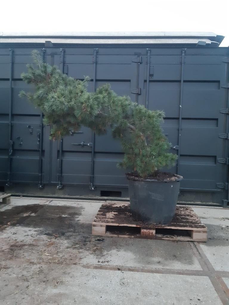 pinus parviflora schoon's bonsai, Volle zon, Vaste plant, Bloeit niet, Ophalen