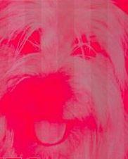 Vind je de Hond in de Pot? een apart Kookboek, Verzenden, Nieuw