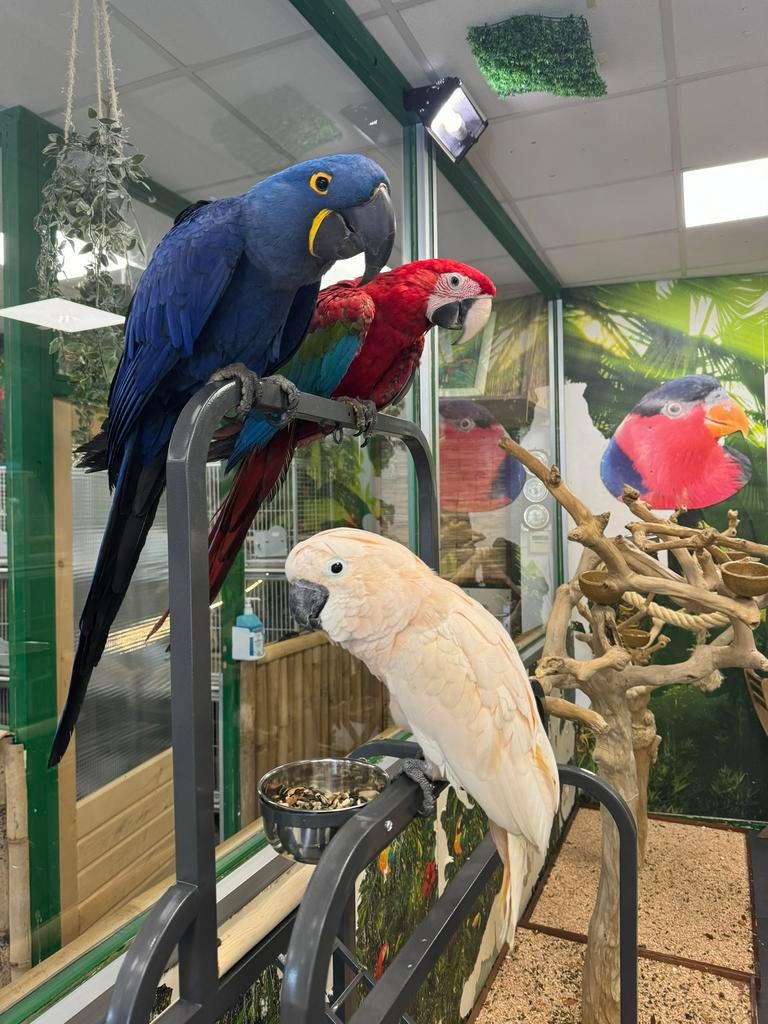Jonge groenvleugel ara incl. Dna en getest, Dieren en Toebehoren, Vogels | Parkieten en Papegaaien, Meerdere dieren, Papegaai