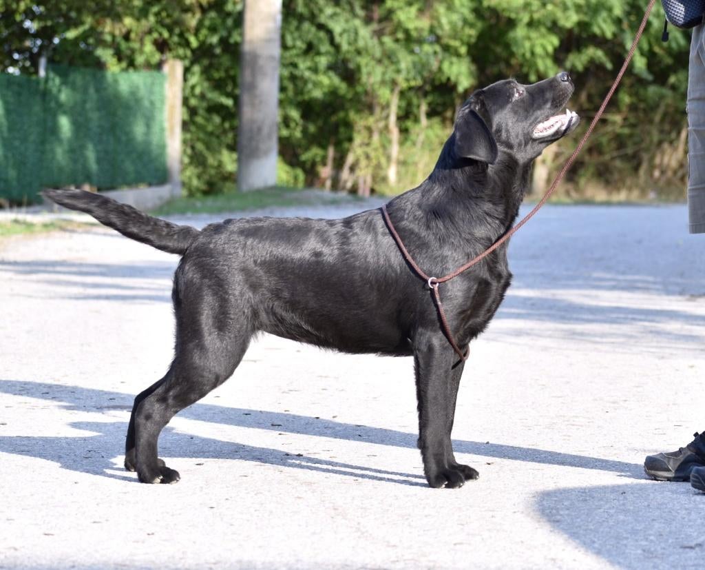 labrador retriever, Buitenland, Labrador retriever, Meerdere, Meerdere dieren