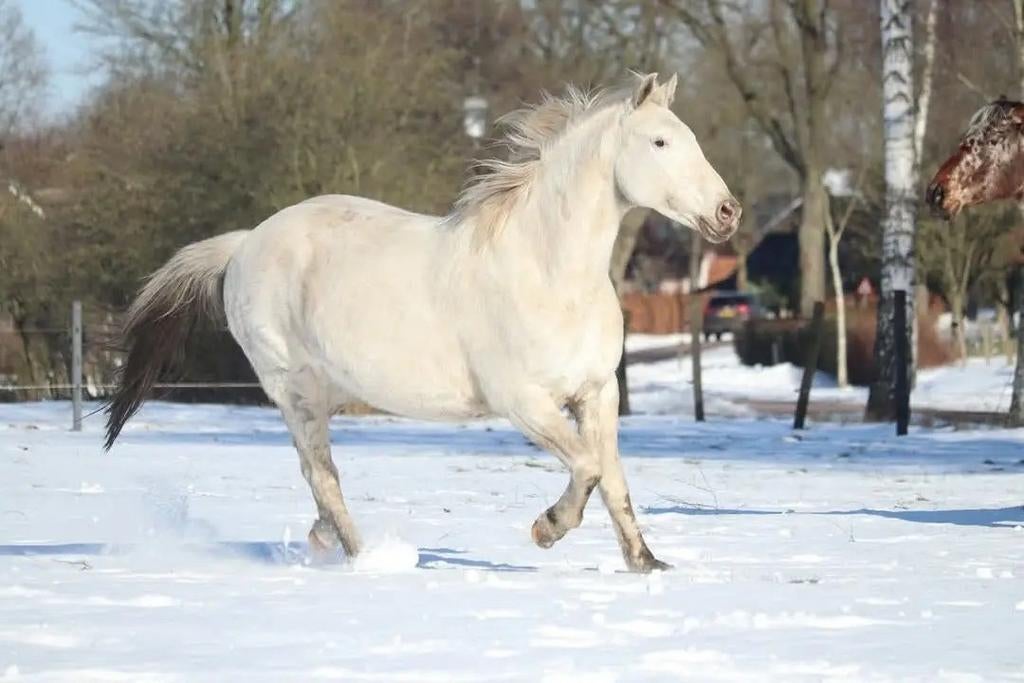 Bijrijder / Verzorger gezocht – (Ruinen, Drenthe), Dieren en Toebehoren, Paarden en Pony's | Overige Paardenspullen, Ophalen, Nieuw