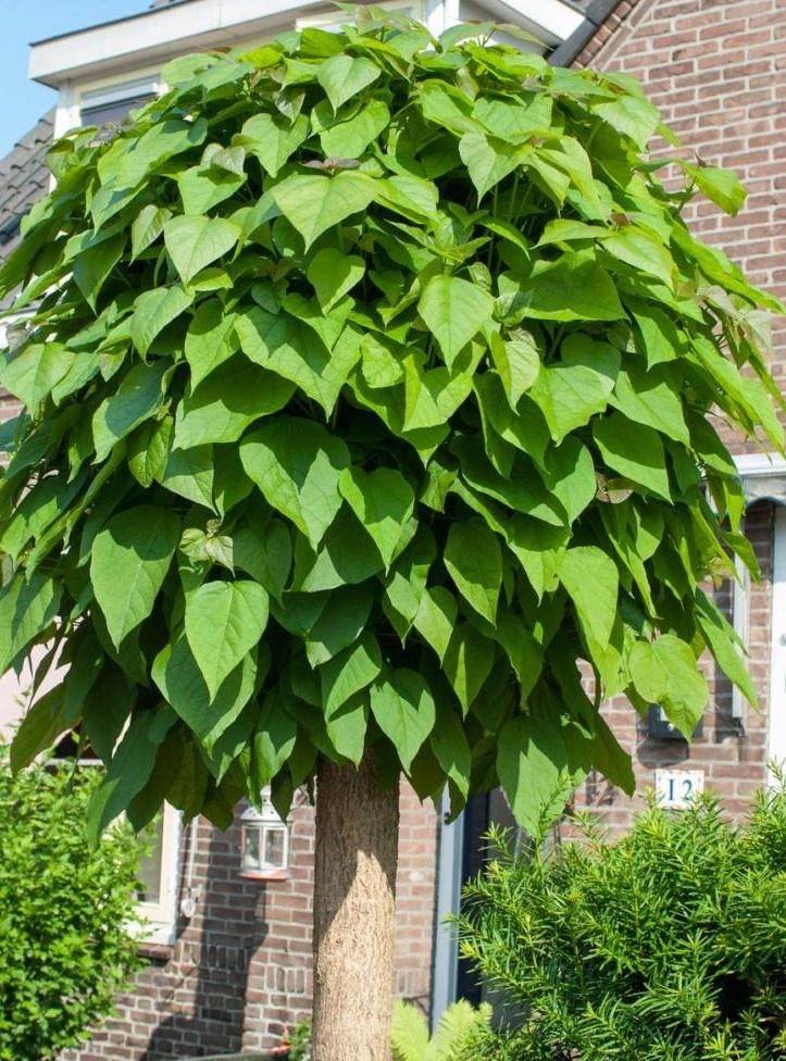 Boltrompetboom,Catalpa big.'Nana' diverse maten AANBIEDING !, Tuin en Terras, Bloeit niet, Halfschaduw, 100 tot 250 cm, Ophalen