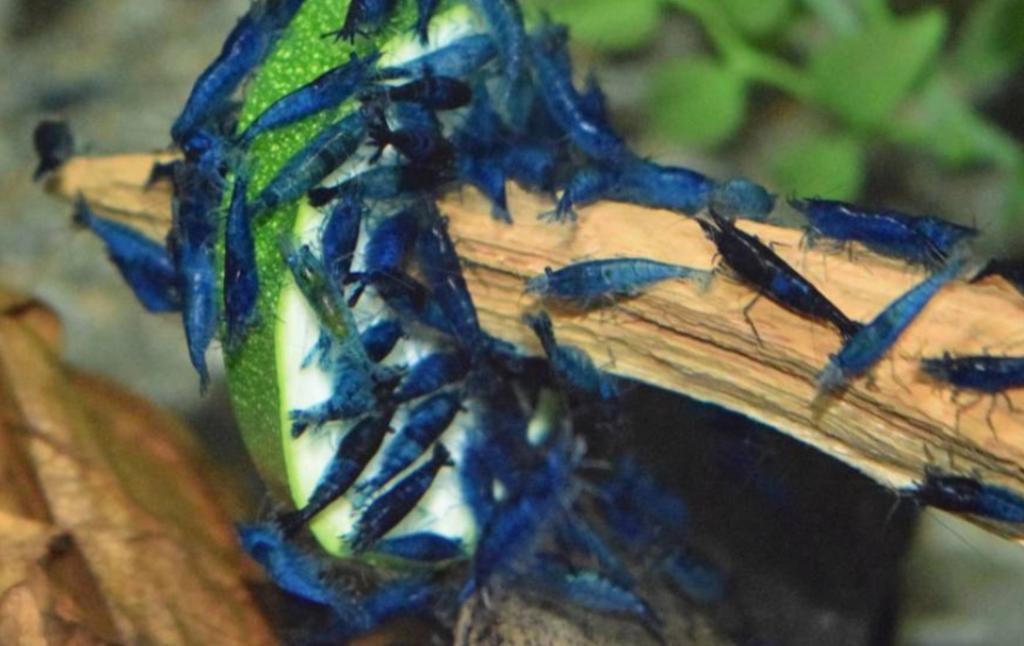 Blauwe garnalen op kraanwater 30 stuks kweekgroep, Dieren en Toebehoren, Vissen | Aquariumvissen, Kreeft, Krab of Garnaal