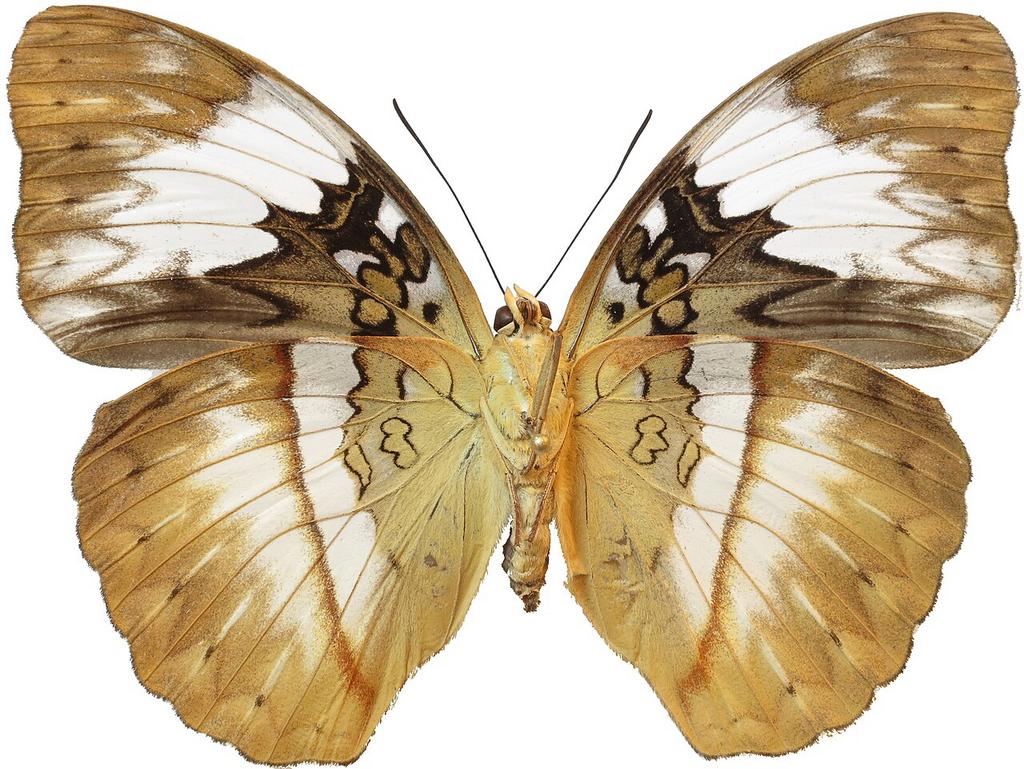 Vlinder, Dieren en Toebehoren, Insecten en Spinnen, Vlinders of Rupsen