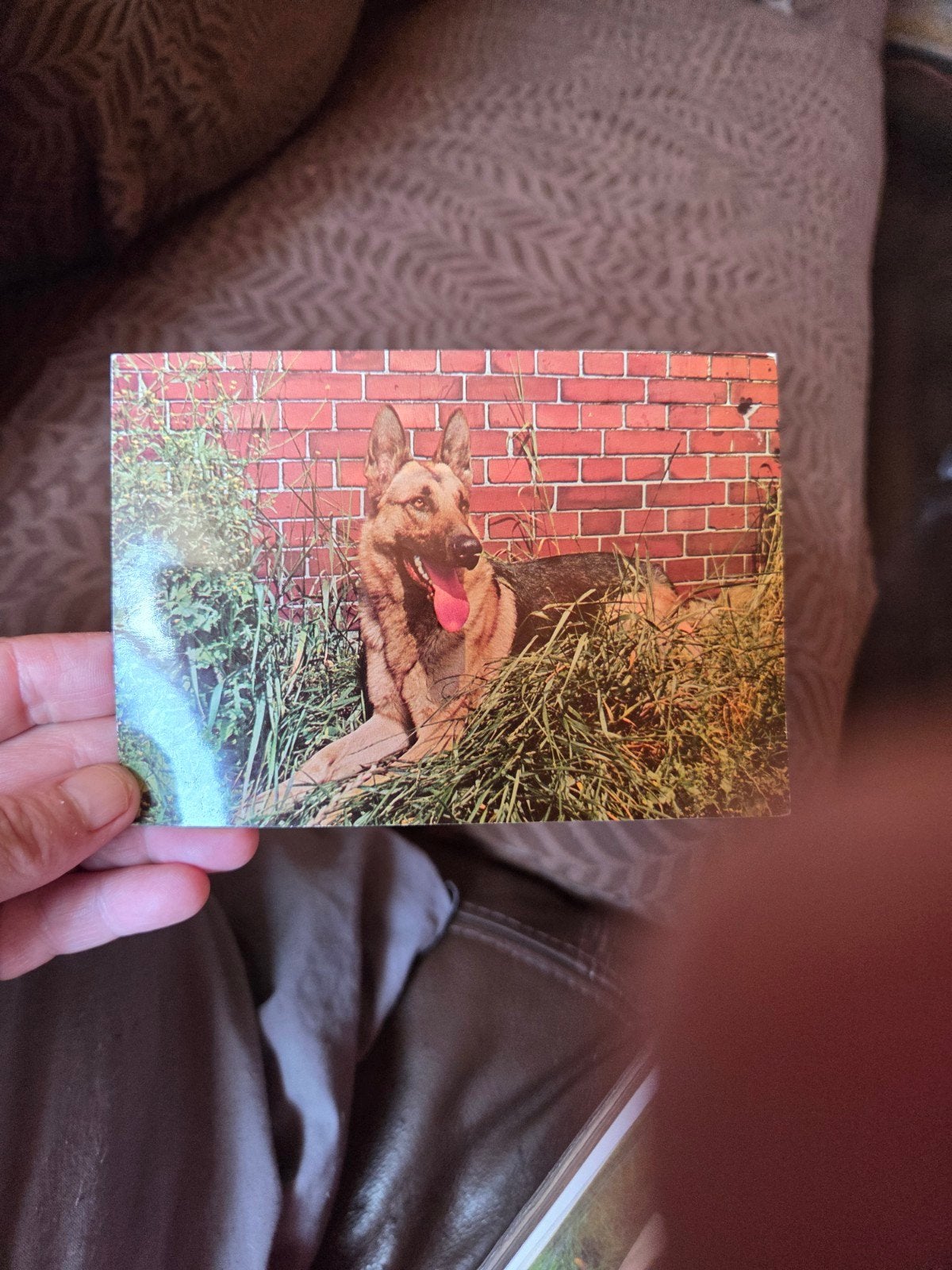 Oude foto van een Duitse herder, Ophalen of Verzenden, 1980 tot heden, Dier, Foto