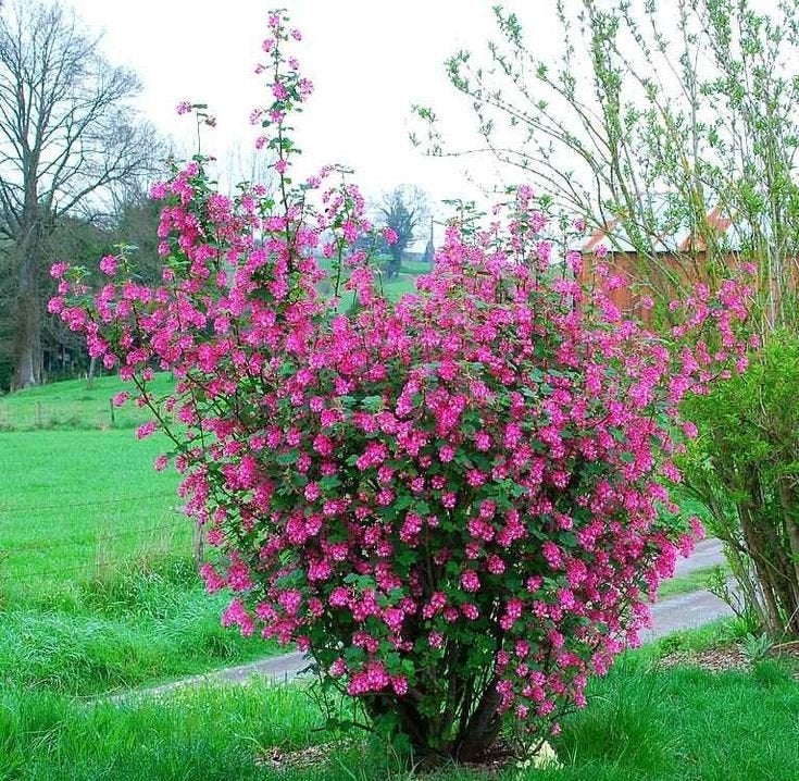 Rode Ribes Sanguineum 'King Edward VII' - 100cm, Ophalen of Verzenden, Lente, Vaste plant, Overige soorten