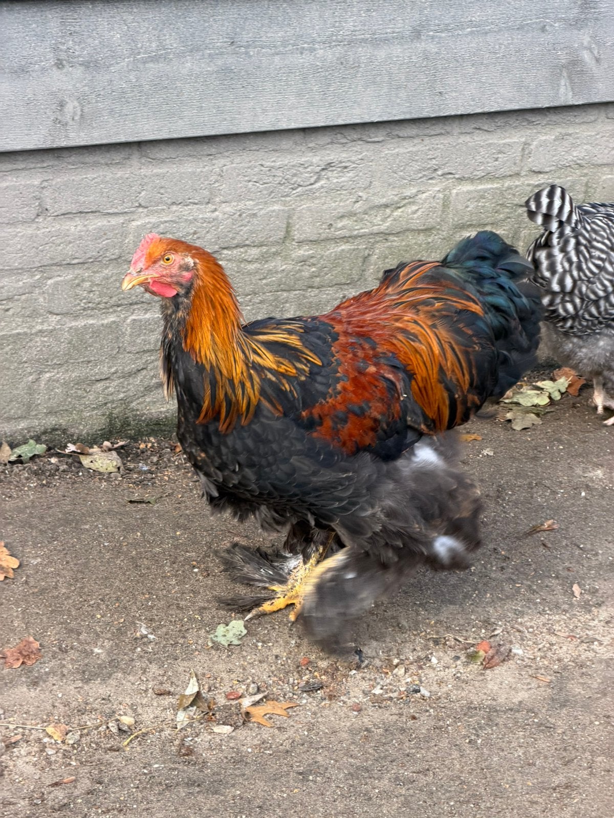 Cochin goudpatrijs, Dieren en Toebehoren, Mannelijk, Kip