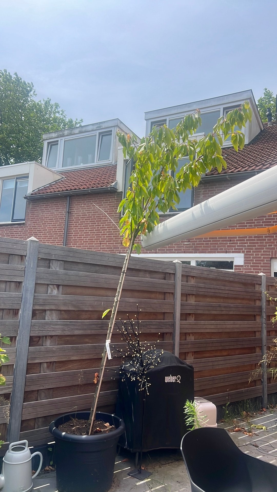 Kersenboom, Ophalen, Volle zon, Overige soorten