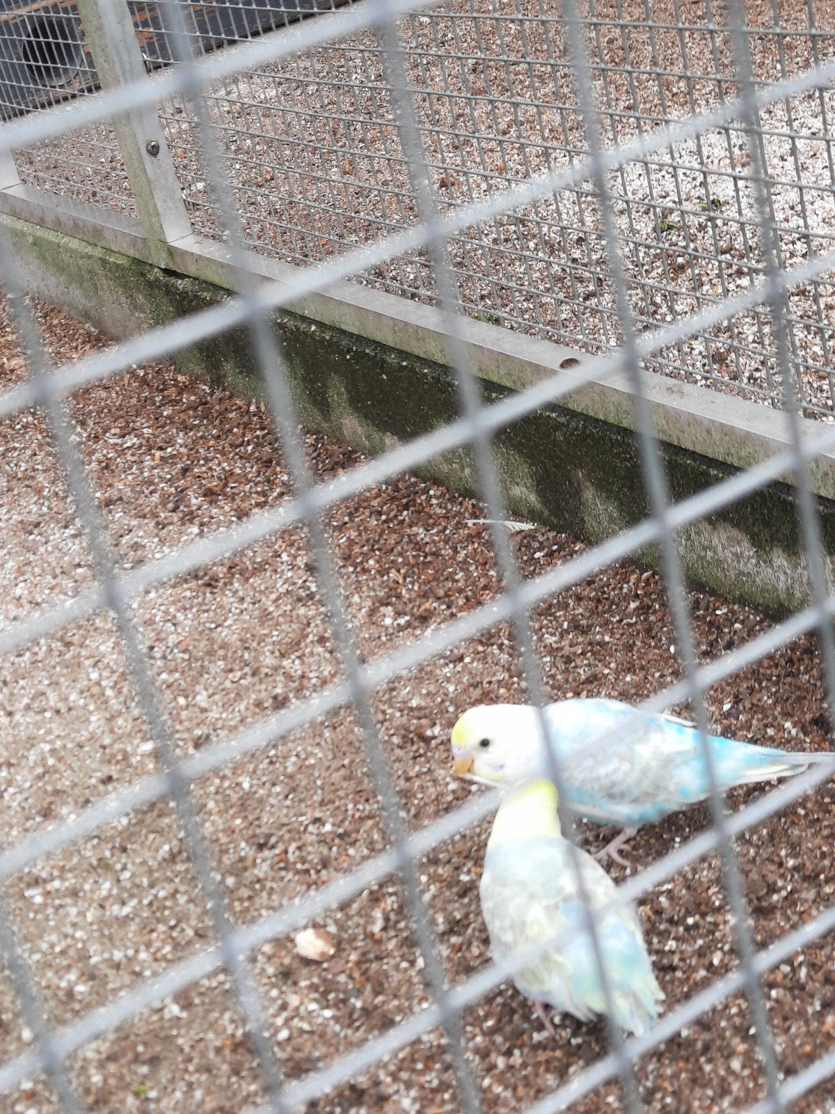 Grasparkieten, Dieren en Toebehoren, Meerdere dieren, Parkiet, Tam