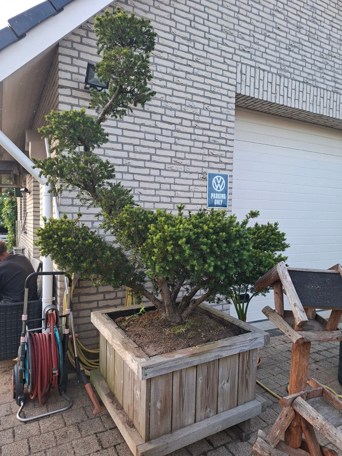 Japanse Venijnboom (Taxus cuspidata) in houten bak, Vaste plant, Bloeit niet, Halfschaduw, Ophalen