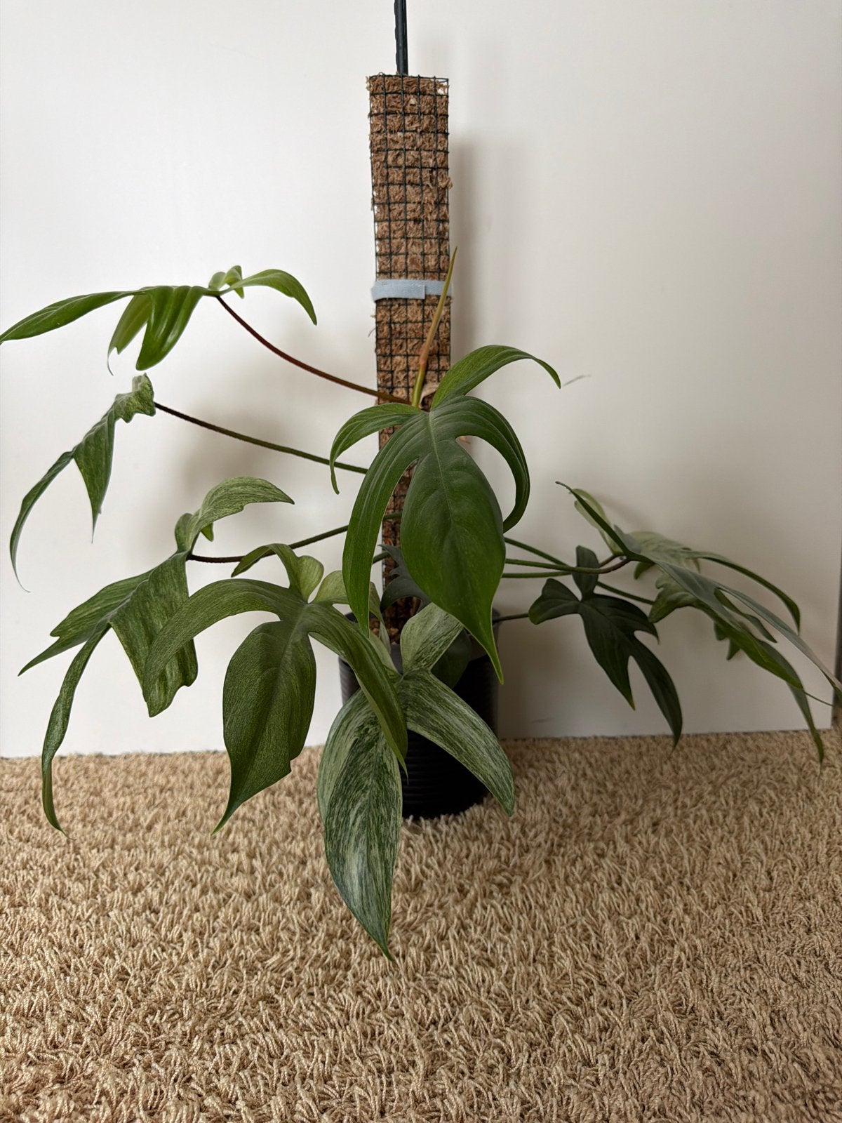 Philodendron Florida Ghost, Ophalen, Halfschaduw, Minder dan 100 cm