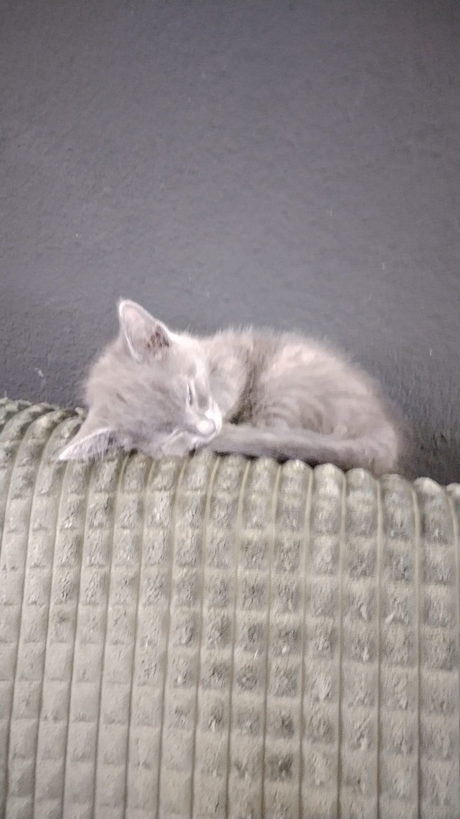 Grijze kitten te koop aangeboden van 9 weken oud., Dieren en Toebehoren, Katten en Kittens | Overige Katten, Kater, Kortharig