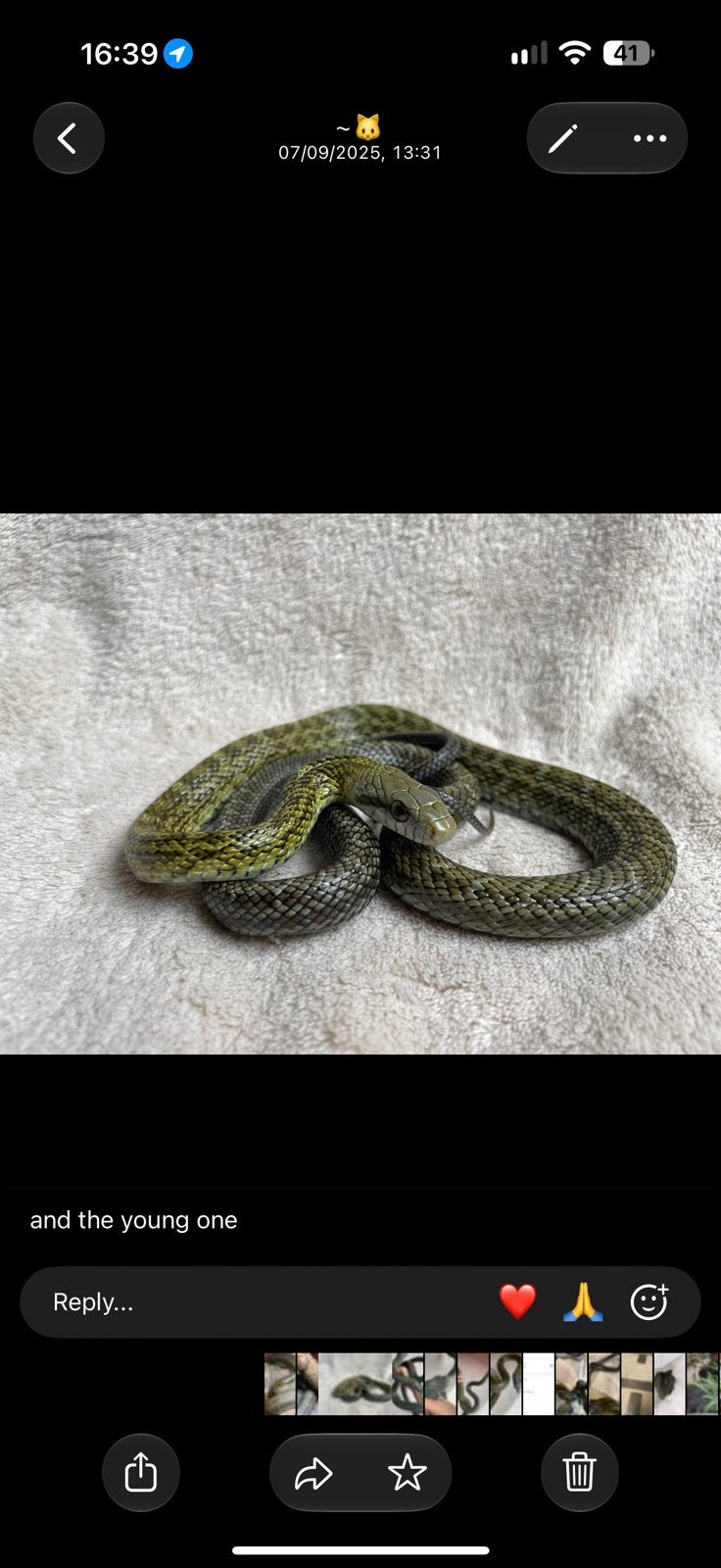 Elaphe Climacophora Kunashir babies Rat Snake photo 9
