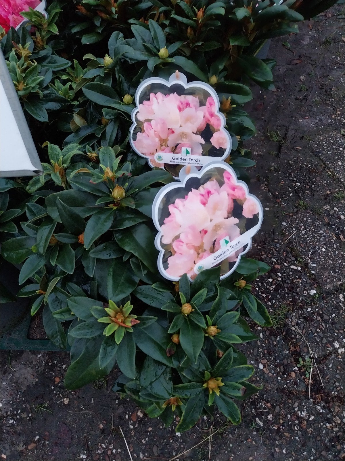 Diverse Rhododendron yakushimanum struiken, Tuin en Terras, Ophalen, Overige soorten, Halfschaduw