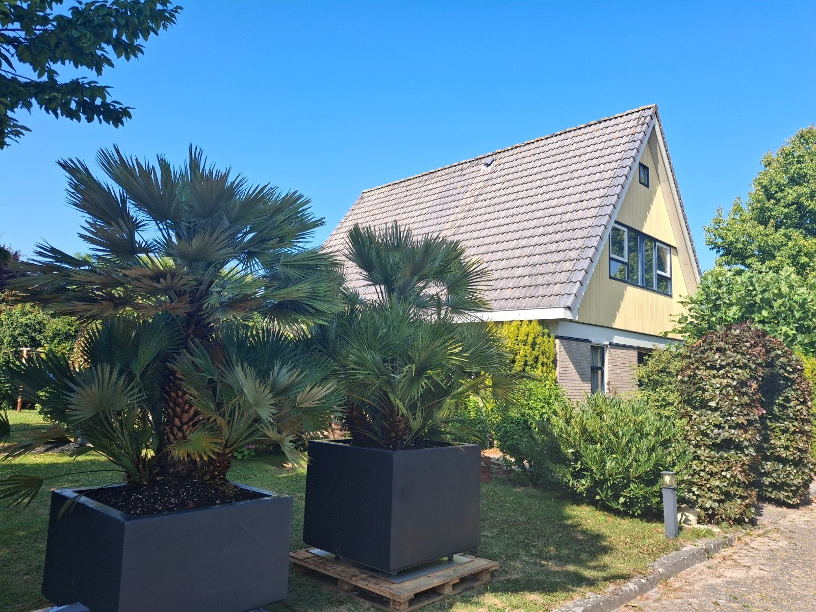 Grote palmboom in vierkante plantenbak, Overige materialen, 100 cm of meer, Vierkant, Ophalen of Verzenden