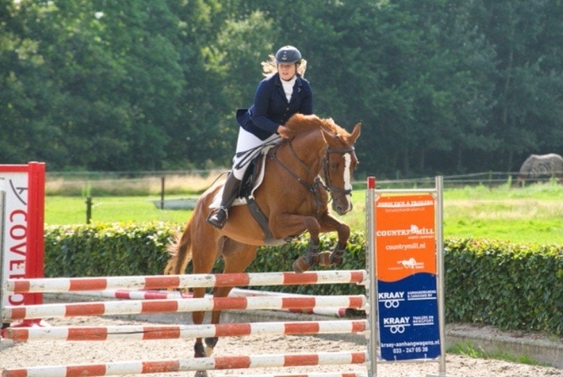 springpaard, Merrie, Met stamboom, Springpaard, B
