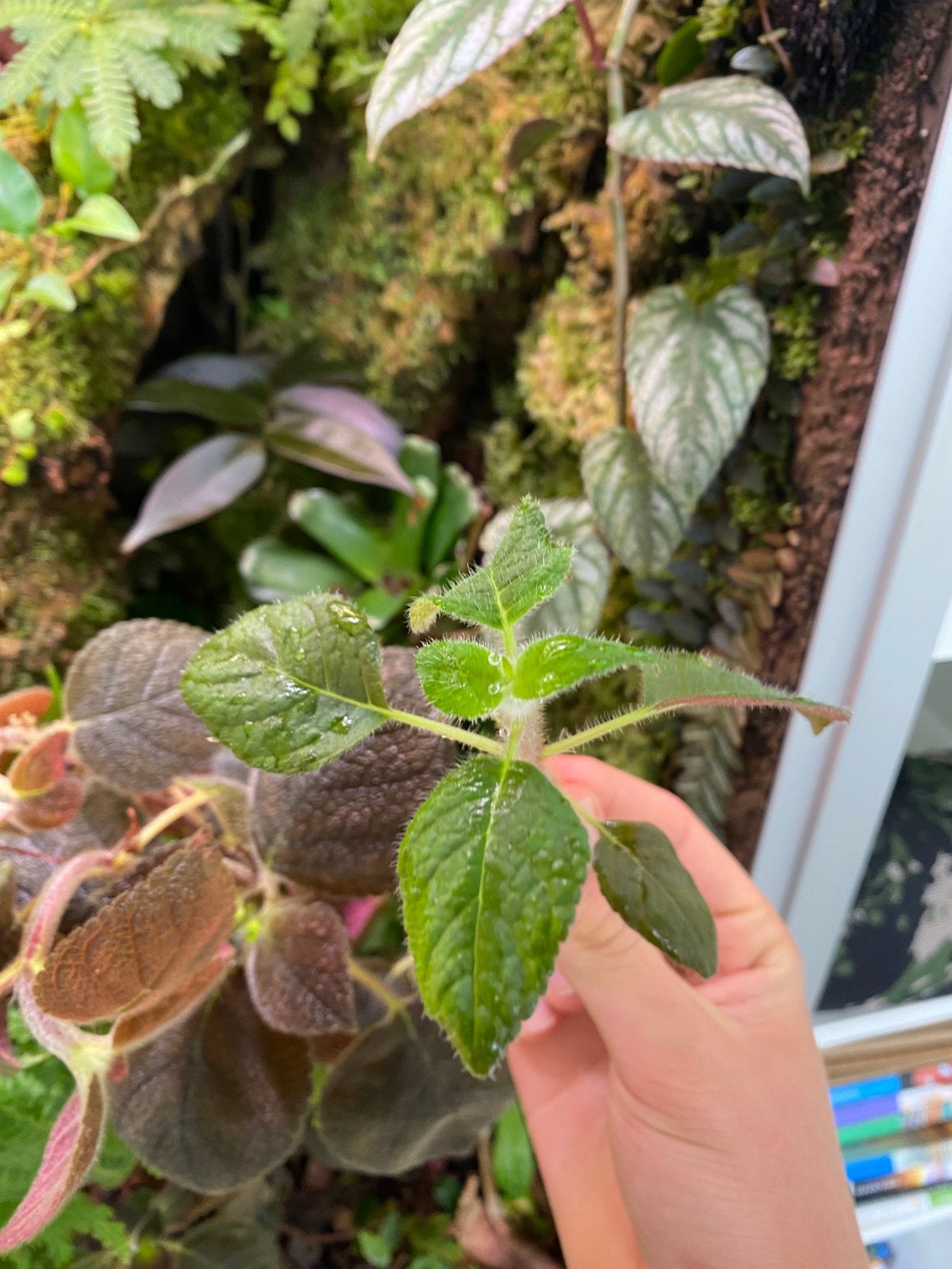 Kohleria inaequalis Ecuador - zeldzaam, Huis en Inrichting, Ophalen of Verzenden