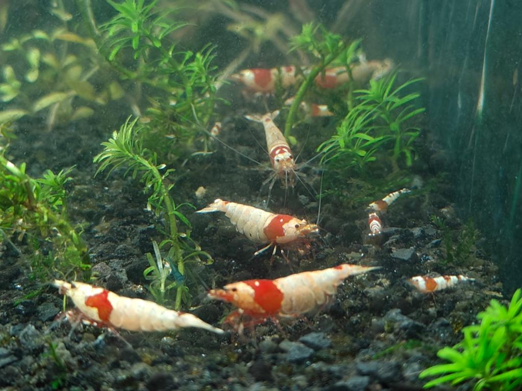 Mooie PRL crystal red garnalen vanaf € 1,70 p.s., Ophalen, Nieuw