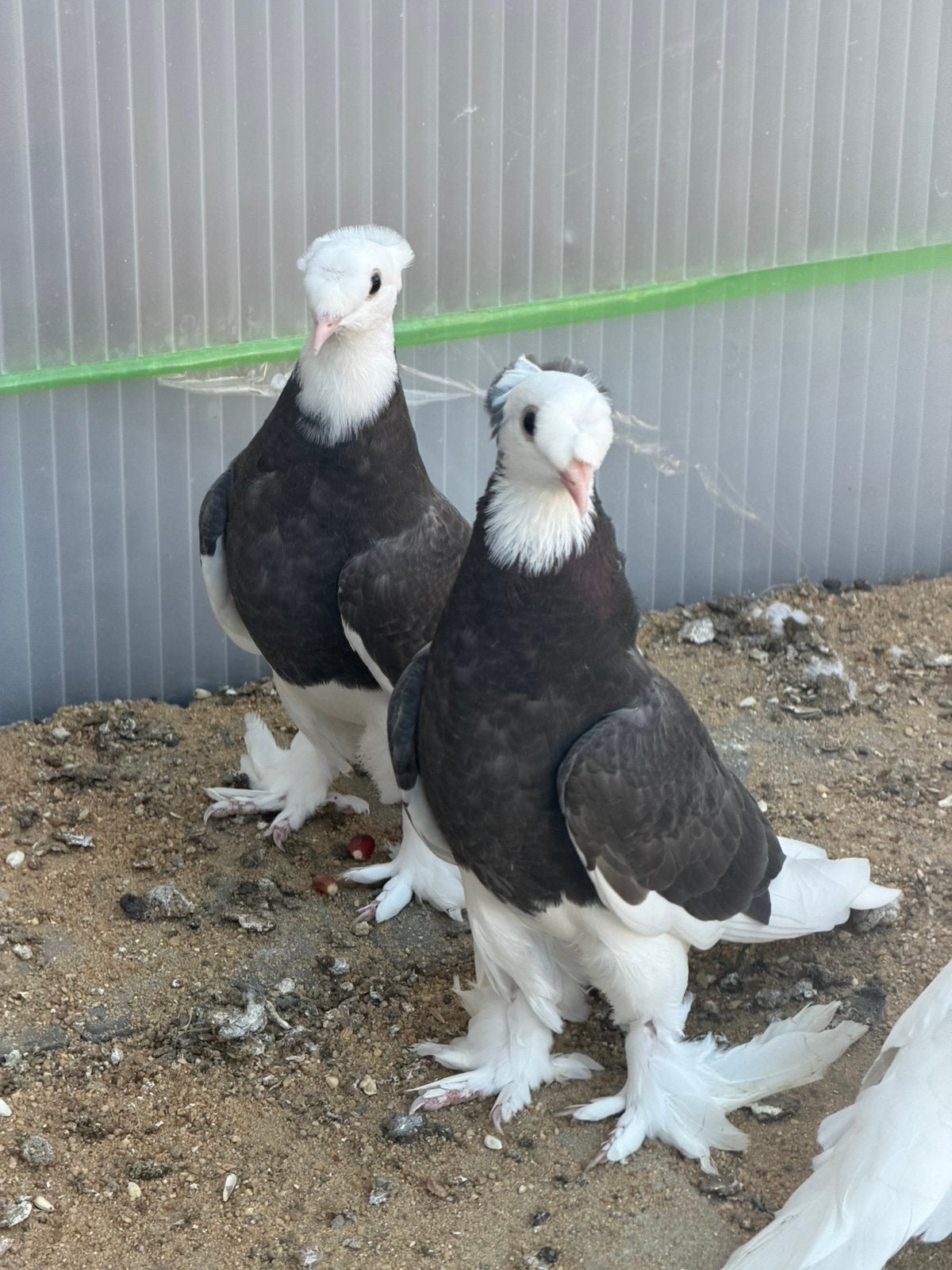Duiven takla, Dieren en Toebehoren, Vogels | Duiven, Tuimelaar of Roller
