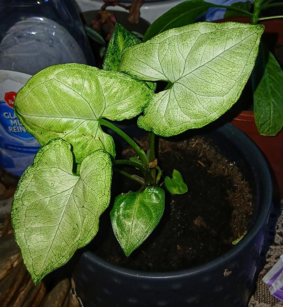 Pijlpuntplant te koop, Huis en Inrichting, Kamerplanten, Ophalen