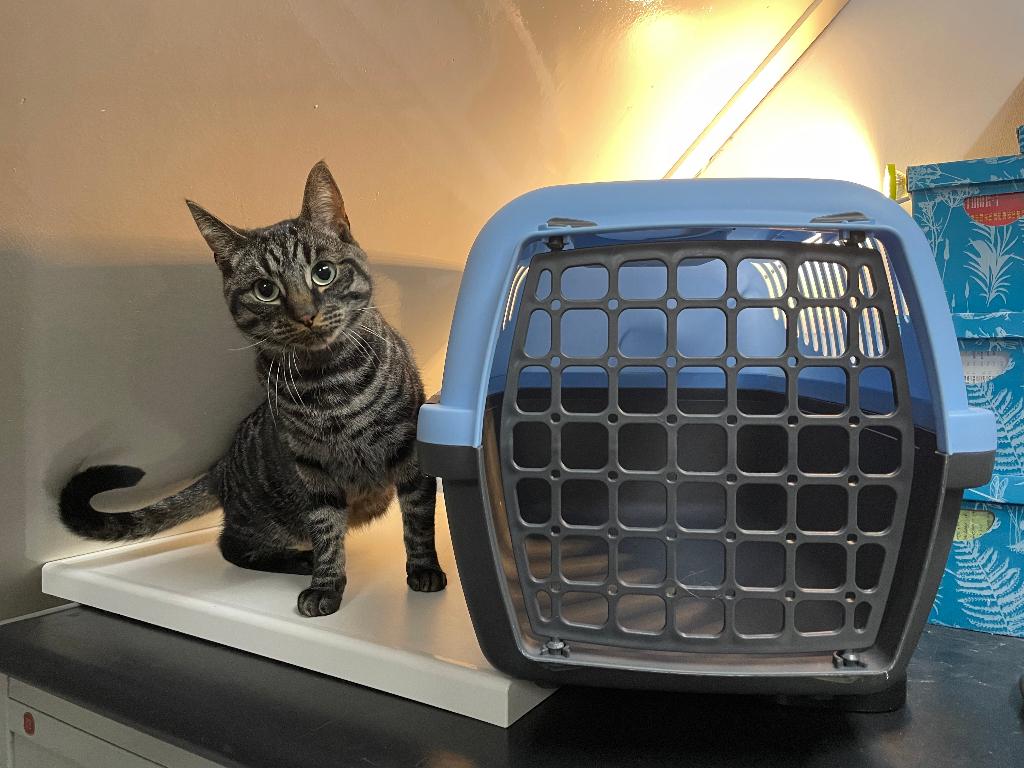 Ruime draagbare vervoersmand voor katten of honden, Dieren en Toebehoren, Ophalen, Zo goed als nieuw