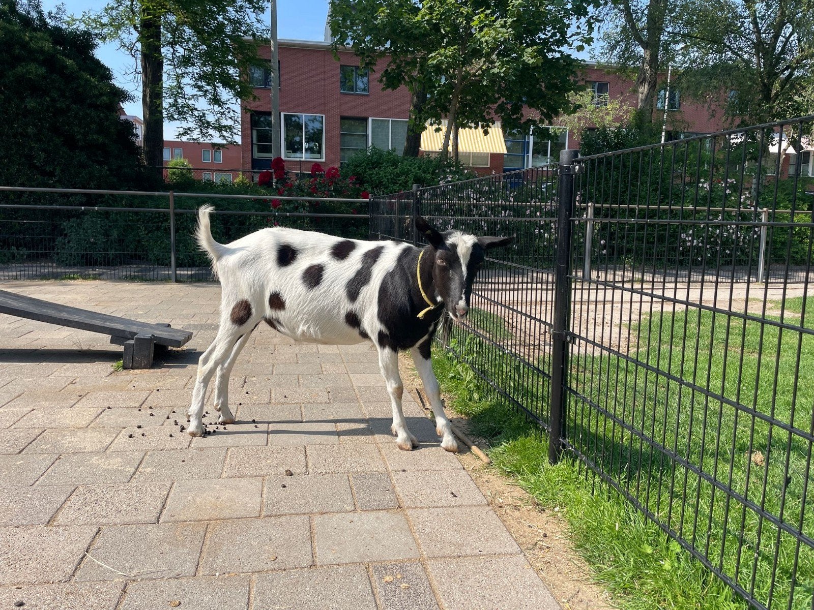 Gecastreerde bonte bok, Mannelijk, Geit, 0 tot 2 jaar