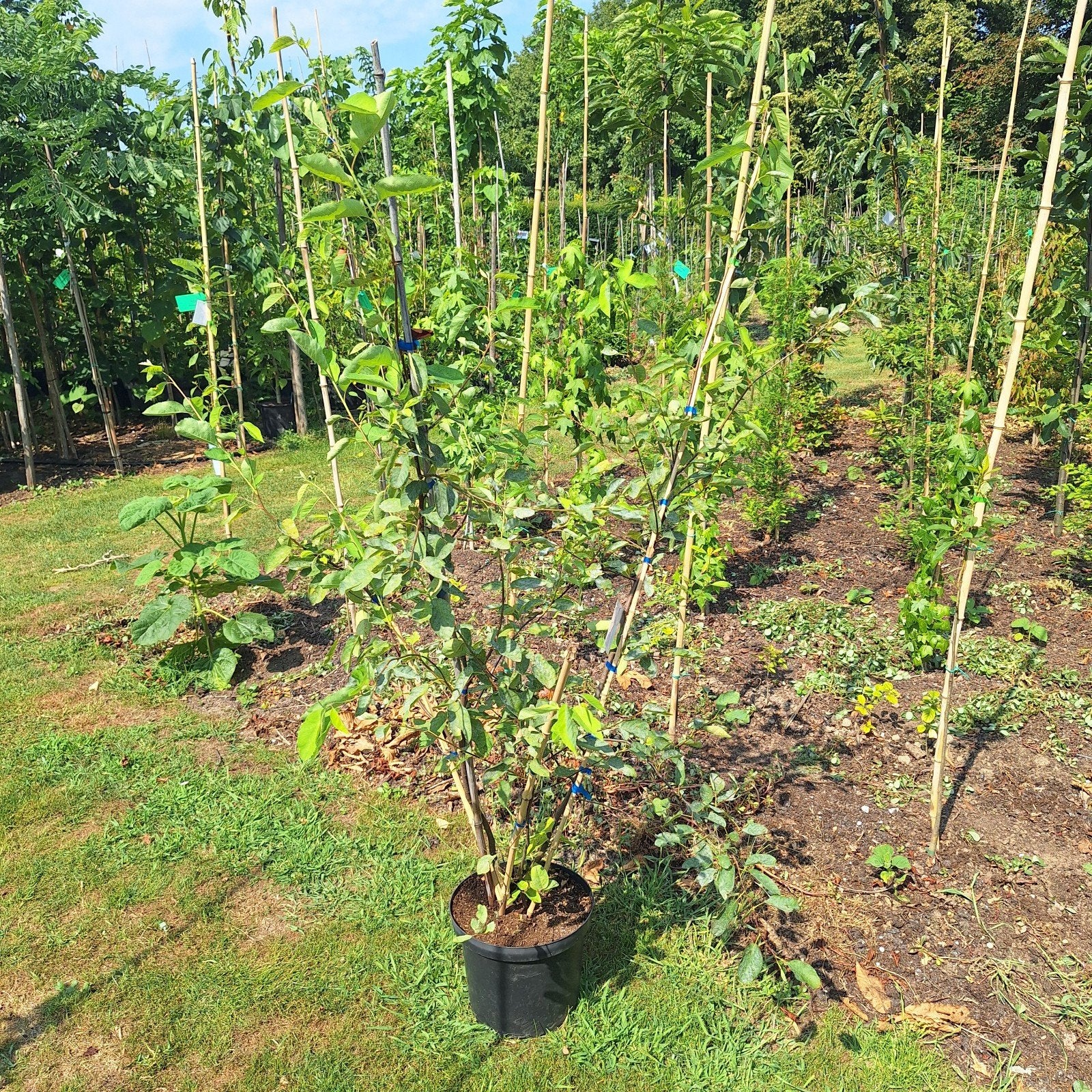 Krentenboom (Amelanchier lamarckii) - Jonge boom in pot, Overige soorten, Lente, 100 tot 250 cm, Ophalen